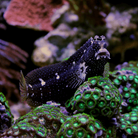 Salarias ramosus - blenny étoilé L-XL