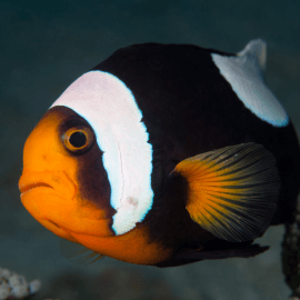 Amphiprion polymnus - Poisson-clown à selle blanche M