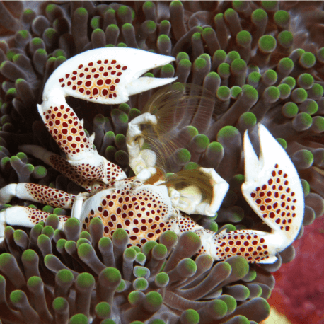 Neopetrolisthes sp. - Crabe-porcelaine