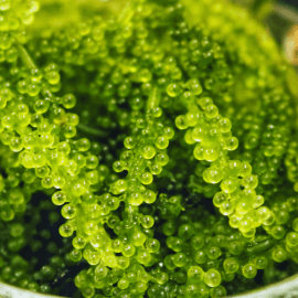 Caulerpa lentillifera portion