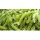 Caulerpa lentillifera portion