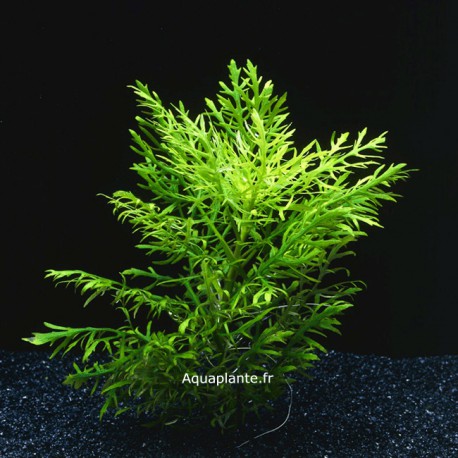 Hygrophila Difformis - Plante d'aquarium facile à croissance rapide