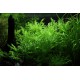 Hygrophila Difformis - Plante d'aquarium facile à croissance rapide