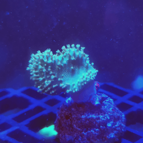 Lobophyton sp. Green Frag S