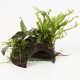 CocoCave avec Microsorum et Anubias Tropica