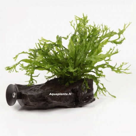 Plantes d'aquarium SUR SUPPORT : Microsorum Windelov sur Racine avec  Ventouse Taille Nano pour aquarium eau douce - 21.95€