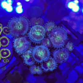 Palythoa sp. Blue lagoon 