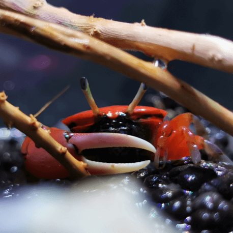 Uca sp. Super red - Crabe violoniste (Philippines) Mâle
