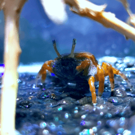 Uca sp. Super red - Crabe violoniste (Philippines) Femelle