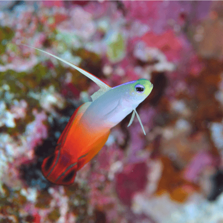 Nemateleotris magnifica - poisson-fléchette de feu M