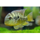 Gymnogeophagus balzanii L-XL (Elevage-Taïwan)