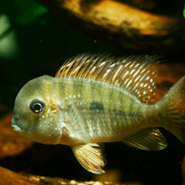 Gymnogeophagus balzanii L-XL (Elevage-Taïwan)