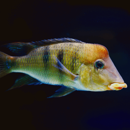 Geophagus pellegrini XL (Sauvage - Colombie)