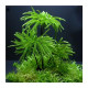 Climacium japonicum
