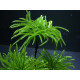 Climacium japonicum