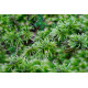 Climacium japonicum