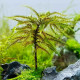 Climacium japonicum