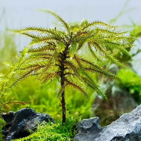 Climacium japonicum