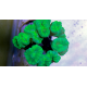 Caulastrea furcata Neon Green frag 1 à 2 têtes