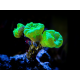 Caulastrea furcata Neon Green frag 1 à 2 têtes