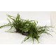 Microsorum Pteropus Narrow sur Racine Taille Small