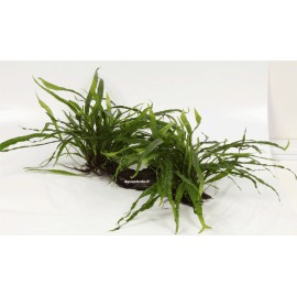 Microsorum Pteropus Narrow sur Racine Taille Small