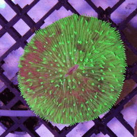 Fungia sp. Green 6-8cm N°1