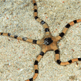 Ophiolepis superba - Ophiure superbe L