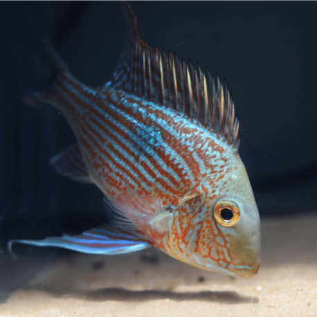 Geophagus sveni - Elevage Taïwan