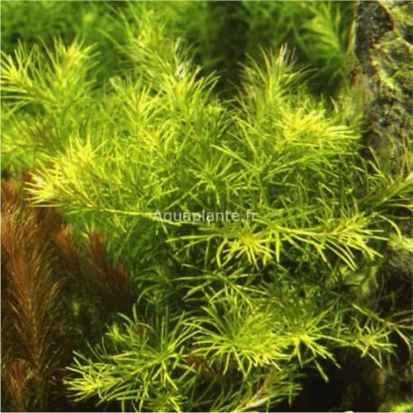 Rotala sp. ''Nanjenshan''