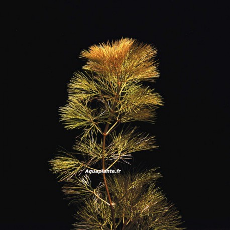 Cabomba Furcata - Plante rouge en bouquet pour aquarium