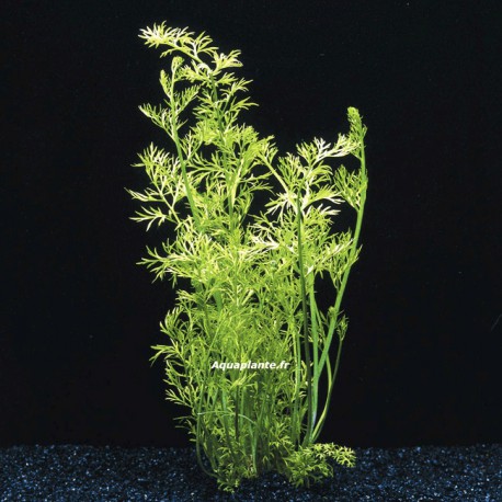 Ceratopteris Siliquosa - Plante d'aquarium facile