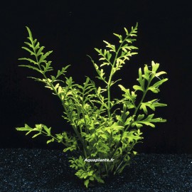 Ceratopteris Thalictroides - Plante d'aquarium arrière plan facile