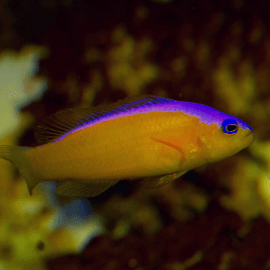 Pictichromis (Pseudochromis) diadema - dottyback à diadème M