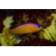 Pictichromis (Pseudochromis) diadema - dottyback à diadème M