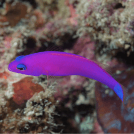 Pictichromis (Pseudochromis) porphyrea - dottyback magenta M
