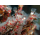 Filogranella elatensis colonie - Vers tubicoles rouges