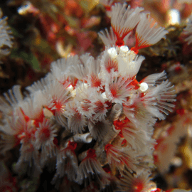 Filogranella elatensis colonie - Vers tubicoles rouges