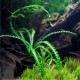 Crinum Calamistratum
