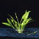 Echinodorus Quadricostatus - Plante d'aquarium gazonnante