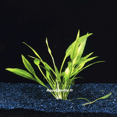 Echinodorus Quadricostatus - Plante d'aquarium gazonnante