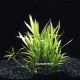 Echinodorus Tenellus - Plante d'aquarium gazonnante