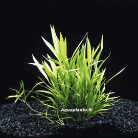 Echinodorus Tenellus - Plante d'aquarium gazonnante
