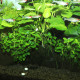 JBL PROFLORA Ferropol Tabs 30 Tabs