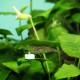 JBL PROFLORA Ferropol Tabs 30 Tabs