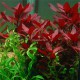 Ludwigia Repens Rubin PREMIUM - Plante d'aquarium colorée