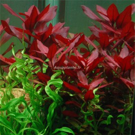 Ludwigia Repens Rubin PREMIUM - Plante d'aquarium colorée