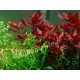 Ludwigia Repens Rubin PREMIUM - Plante d'aquarium colorée