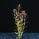 Ludwigia Arcuata - Plante d'aquarium colorée