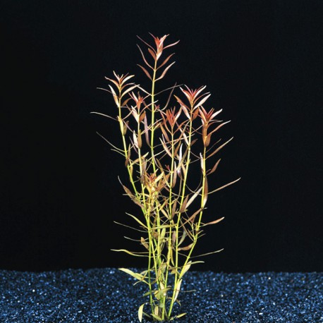 Ludwigia Arcuata - Plante d'aquarium colorée